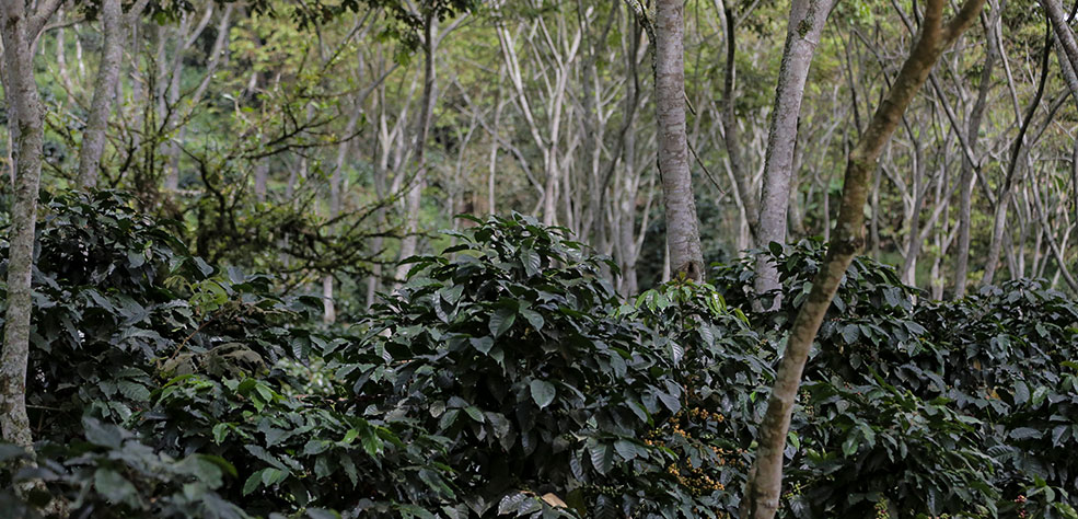 なぜコロンビアコーヒーは地域によって味に違いがあるの？（サンタンデール）