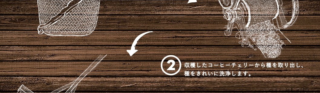 収穫したコーヒーチェリーから種を取り出し、種をきれいに洗浄します。